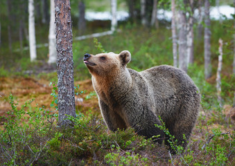 Fototapeta premium Brown Bear (Ursus arctos) photographed in the finnish taiga.