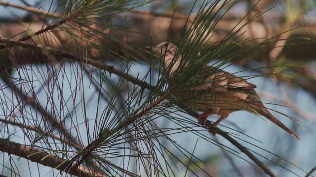 Roller bird  rolinha sitting on tree.