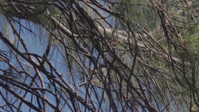 Grey roller bird rolinha flies of tree.