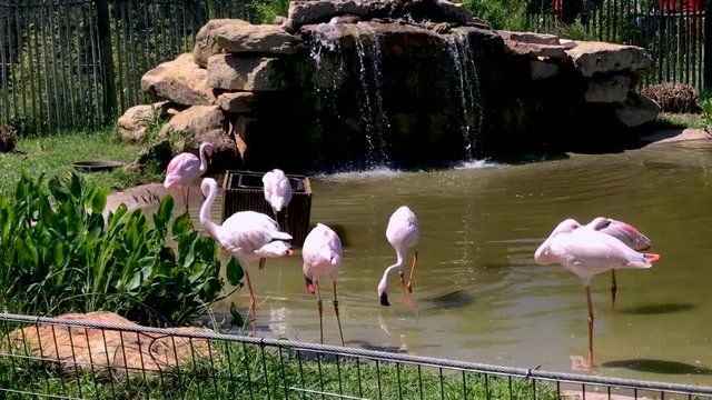 Group of Flamingos at the Abilene Zoo in Texas, USA. Beautiful birds standing in a pond and eating.