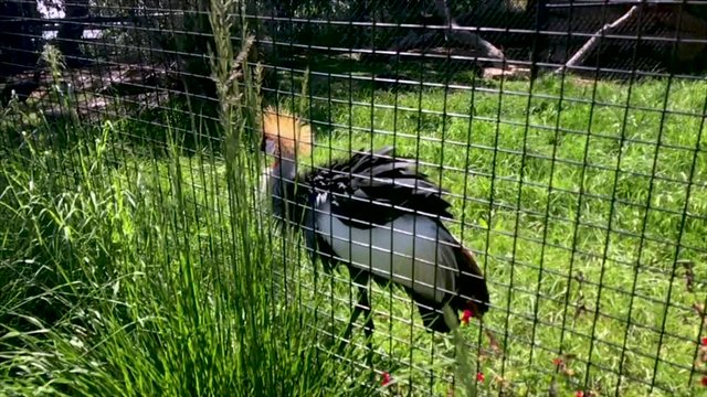 African Grey Crowned Crane struts through the Abilene, Texas Zoo,  This colorful and magical bird has a big personality and pompous strut.
