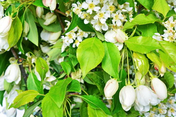 Lush white spring bouquet of flowering branches of Apple and cherry and young green leaves of the tree. Background