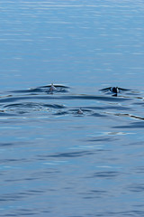 dolphins swim away in clear blue waters of puget sound