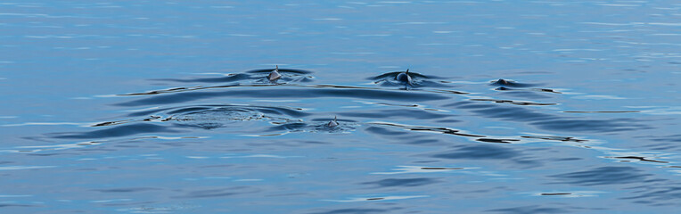 Fototapeta premium group of dolphins swim away in puget sound