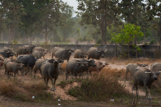 Group Of Thai Bufflo.