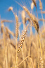 Beautiful wheat field during harvest time, background