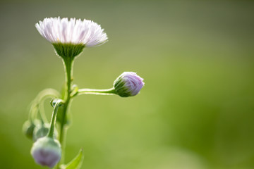 日本　風景　自然