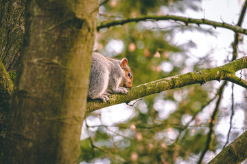Squirrel on tree