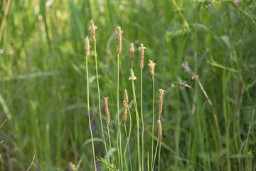 日本　風景　自然