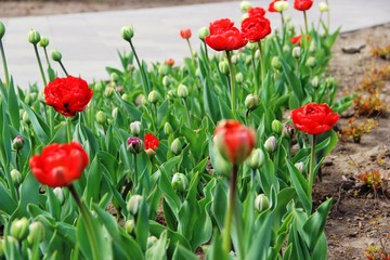 Fototapeta premium lots red tulips. spring in an urban environment