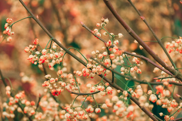 Abstract wild flowers background