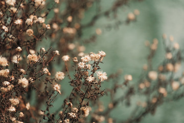 Flowers of a tree in spring