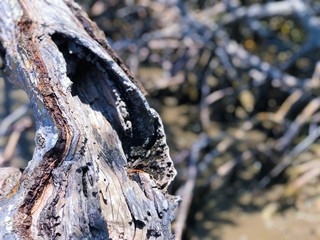 Corteza de árbol No. 6