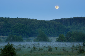 After dusk in the forest
