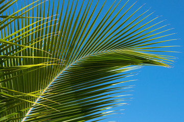 Coconut leaves and the sky