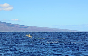 Wild dolphin - Hawaii