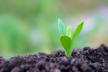 土と草の葉　植物　クローズアップ　エコイメージ