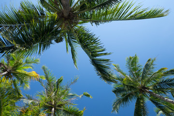Obraz na płótnie Canvas Palm tree and sky