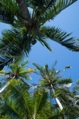Fototapeta na wymiar Palm tree and sky