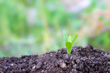 土と草の葉　植物　クローズアップ　エコイメージ
