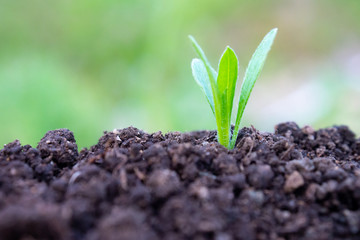 土と草の葉　植物　クローズアップ　エコイメージ