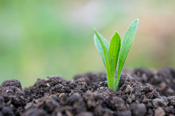 土と草の葉　植物　クローズアップ　エコイメージ