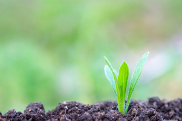 土と草の葉　植物　クローズアップ　エコイメージ