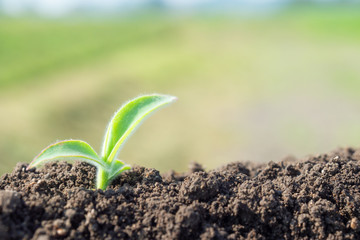 土と草の葉　植物　エコイメージ