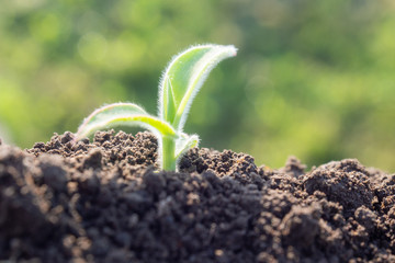 土と草の葉　植物　エコイメージ
