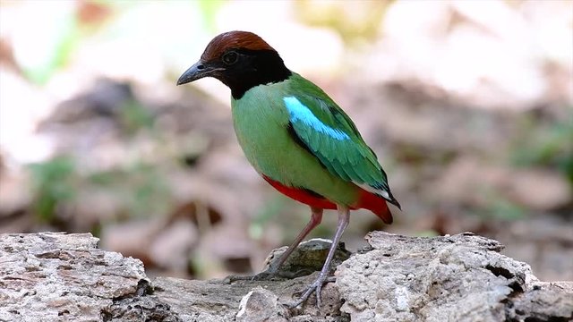 Commonly found in the Southeast Asia and quite a friendly bird; famous for its beautiful green round breast and the dark hood, its tail is also red up its belly.