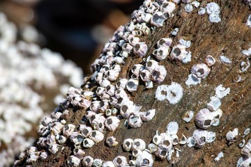 white seashels on driftwood closeup