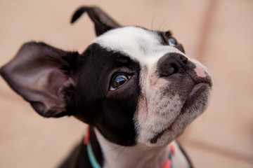 Boston terrier puppy dog