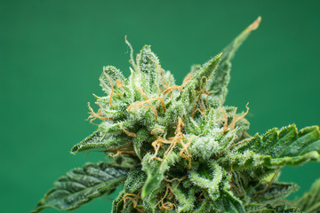 Fresh green weed In details. Marijuana bud close up. Macro trichomes cannabis. Indica flower. CBD...