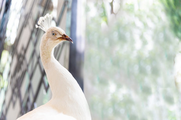 Close-up of beautiful white peacock in a garden