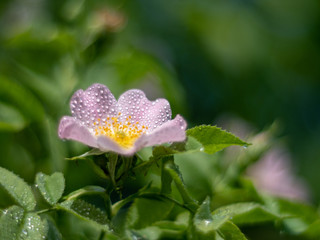 Bush of wild rose on sunny day. Blossom, gardening, beautiful pink flower buds on a bush of wild rose in spring