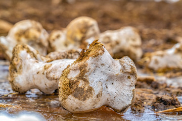 Close up of the bone of a dead animal with a white and rough surface
