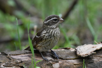 Rose-breasted Grosbeak female
