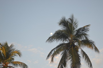 Fototapeta na wymiar coconut cupcoconut tree with moon
