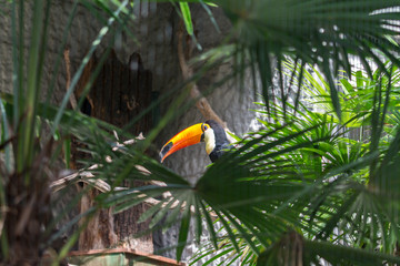 toucan on a branch