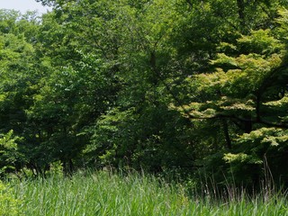 石神井公園の風景