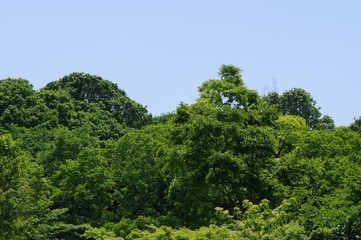 Obraz premium 石神井公園の風景