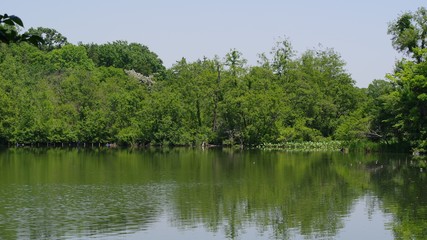 Fototapeta premium 石神井公園の風景