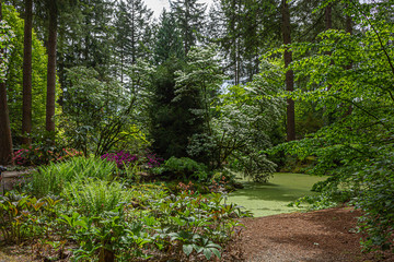Fototapeta premium bright green pond absolutely covered in duckweed