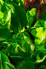 Green and white hosta plants. Hosta plants on a sunny day. Sunlit hosta plant on a summers day.