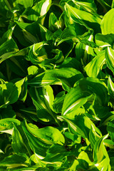 Green and white hosta plants. Hosta plants on a sunny day. Sunlit hosta plant on a summers day.