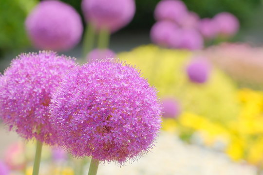 allium flower in garden