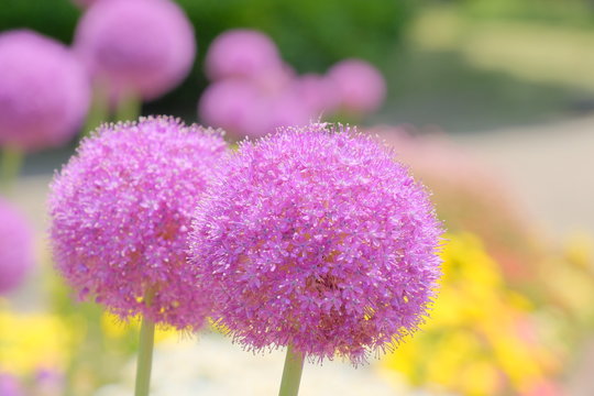 allium flower in garden
