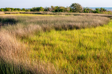 grass, field, green, nature, plant, meadow, summer, agriculture, lawn, wheat, spring, natural, landscape, farm, crop, texture, environment, growth, backgrounds, rice, barley, outdoors, fresh, season, 
