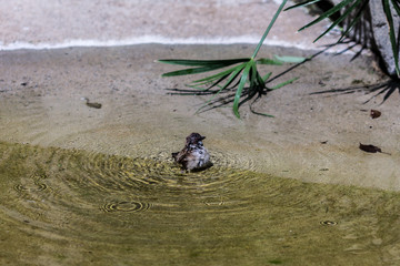 sparrow washing feathers with water