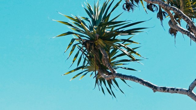 pandanus palm tree alias screw pine leaf and branch in windy weather at a tropical sea ocean shore